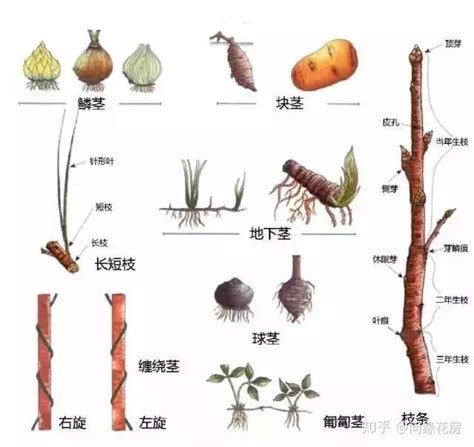 地下莖植物有哪些|地下茎